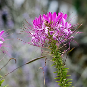 Serrulata Cleome Seeds