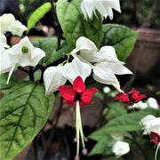 Wildflower Mix Clerodendrum Seeds