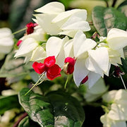 Wildflower Mix Clerodendrum Seeds