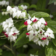 Vine Clerodendrum Thomsoniae Seeds