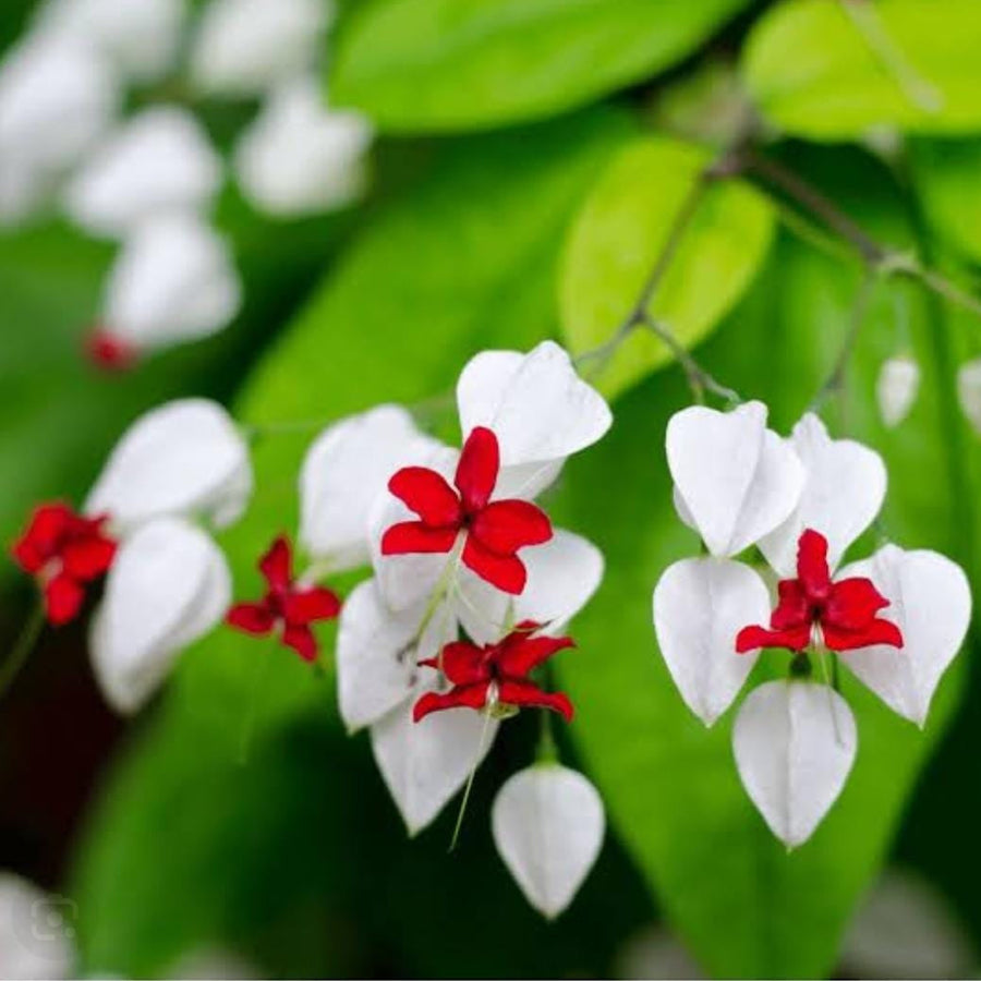 Vine Clerodendrum Thomsoniae Seeds