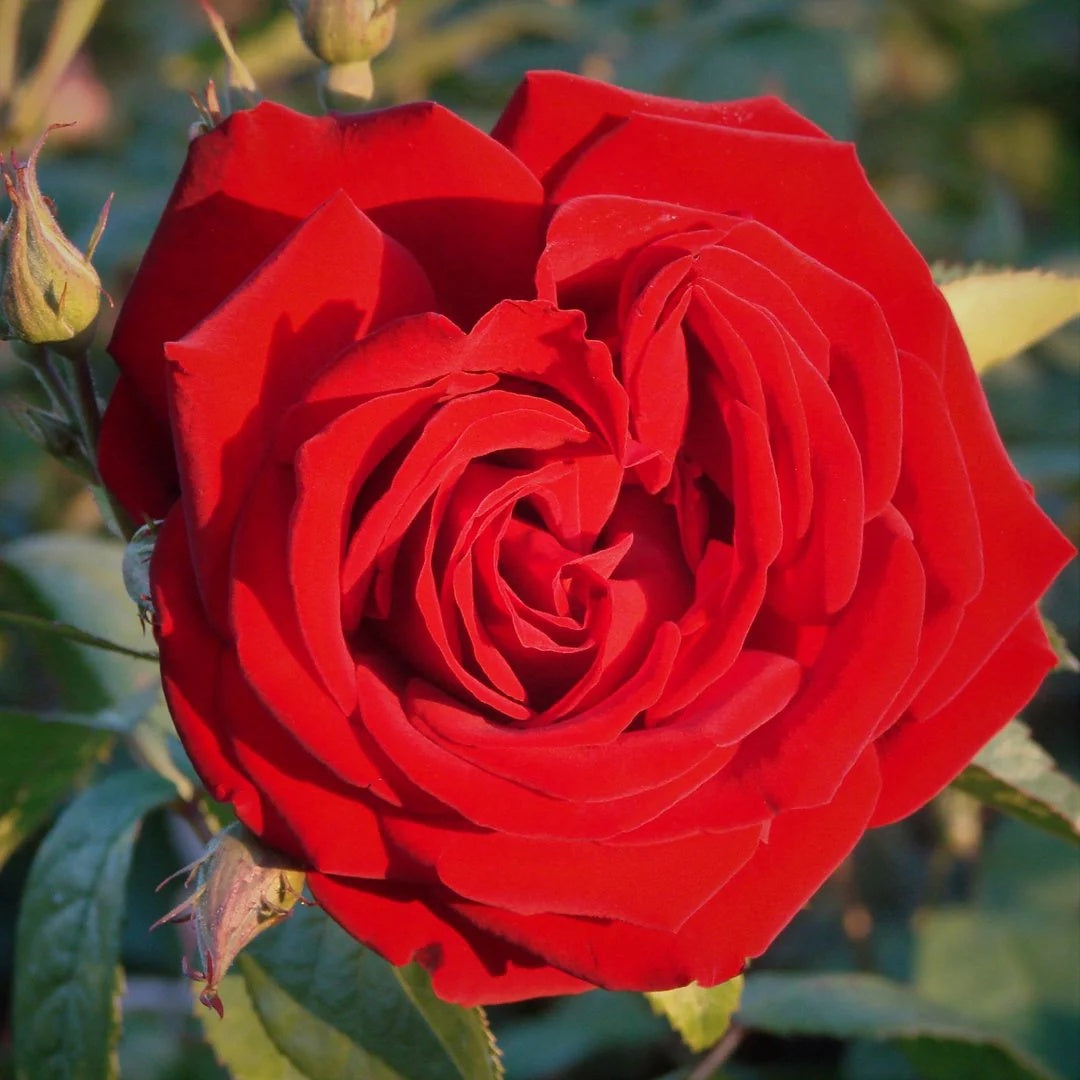 Climbing Red Cascade Rose Seeds