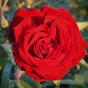 Climbing Red Cascade Rose Seeds