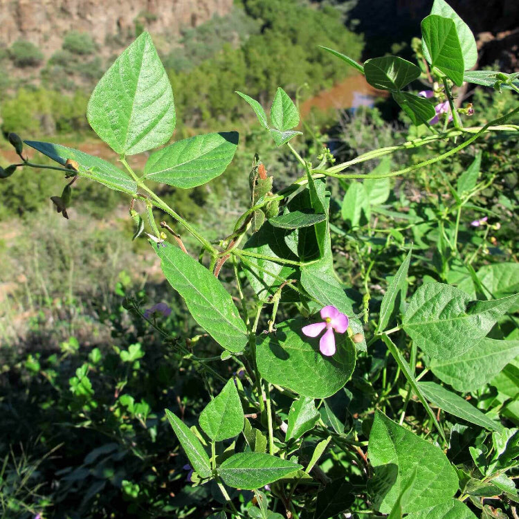 Climate Resilient Bean Seeds