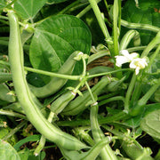 Climate Resilient Bean Seeds