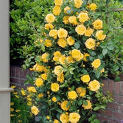 Bright Yellow Rose Seeds