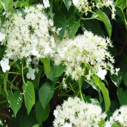 Anomala Climbing Hydrangea Seeds