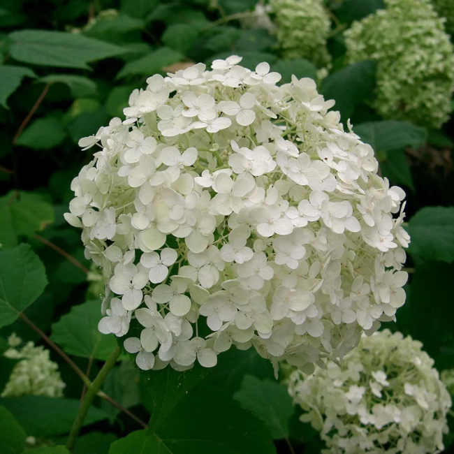 Anomala Climbing Hydrangea Seeds