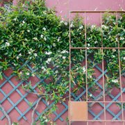Climbing Jasmine Seeds
