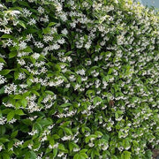 Climbing Jasmine Seeds
