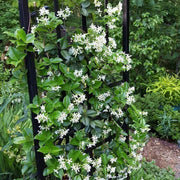 Climbing Jasmine Seeds