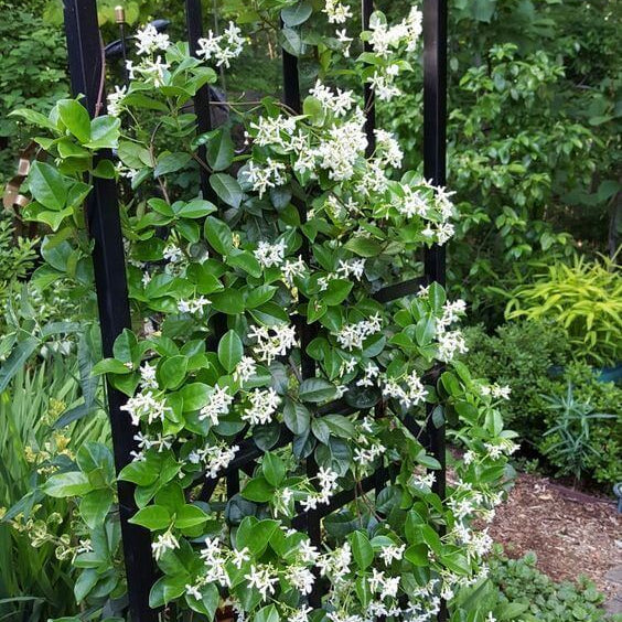 Climbing Jasmine Seeds