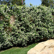 Climbing Jasmine Seeds