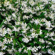 Climbing Jasmine Seeds