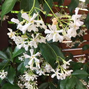 Climbing Jasmine Seeds