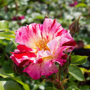 Pink Red Climbing Rose Seeds