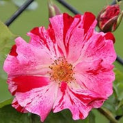 Pink Red Climbing Rose Seeds