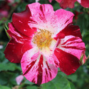 Pink Red Climbing Rose Seeds