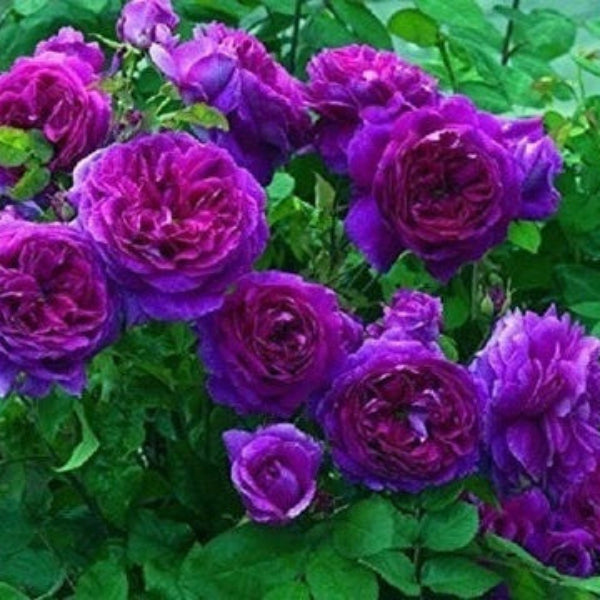 Pink Purple Climbing Rose Seeds