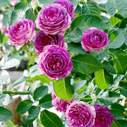 Pink Purple Climbing Rose Seeds