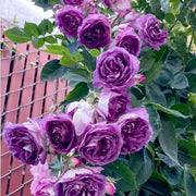 Pink Purple Climbing Rose Seeds