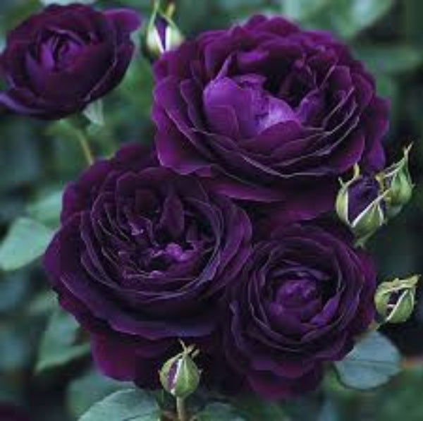 Deep Purple Climbing Rose Seeds