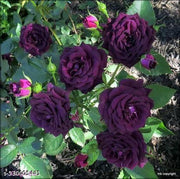 Deep Purple Climbing Rose Seeds