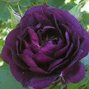 Deep Purple Climbing Rose Seeds