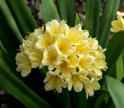 Yellow Clivia Seeds