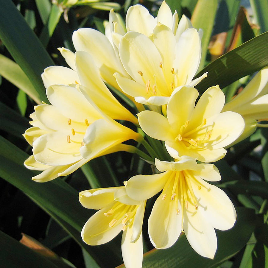 Yellow Clivia Seeds