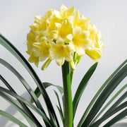 Yellow Clivia Seeds