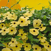 Clock Vine Seeds