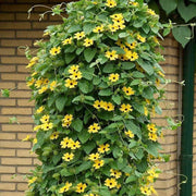 Clock Vine Seeds