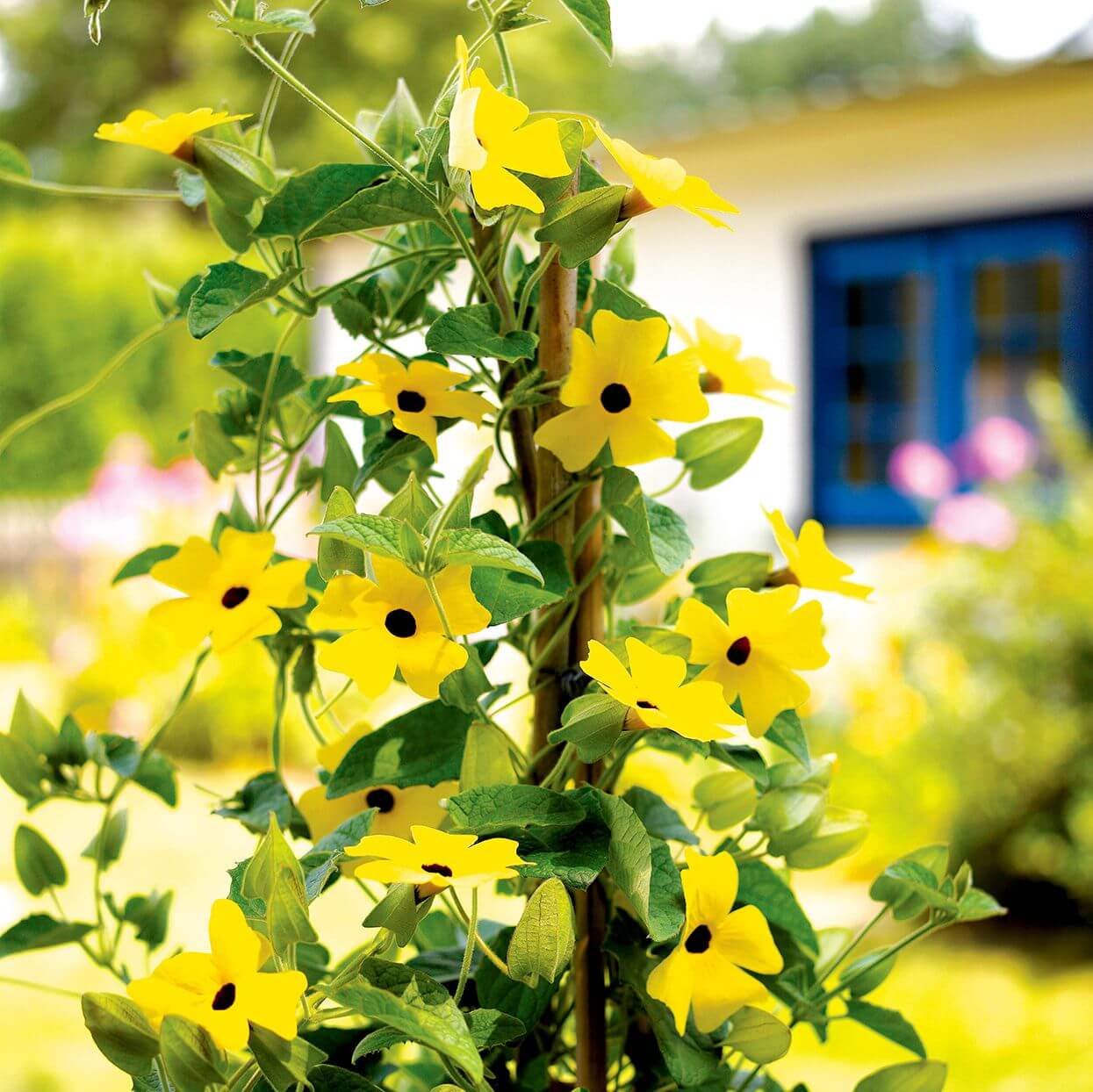 Clock Vine Seeds