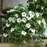 Clock Vine Seeds