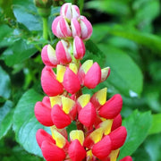 Dark Red & Yellow Lupine Seeds