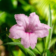 Ruellia Simplex Mexican Petunia Seeds
