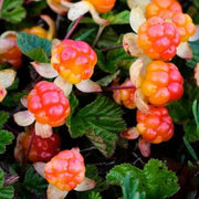 Cloudberry Orange-Red Berry Seeds