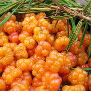 Cloudberry Orange-Red Berry Seeds