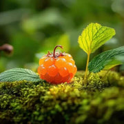 Cloudberry Orange-Red Berry Seeds