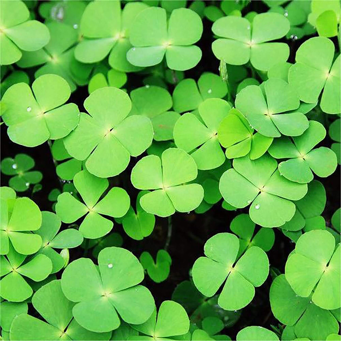Army Green Four Leaf Clover Seeds