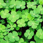 Army Green Four Leaf Clover Seeds