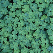 Dark Green Four Leaf Clover Seeds