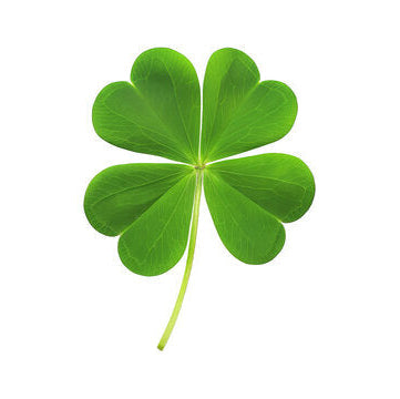 Four Leaf Clover Seeds