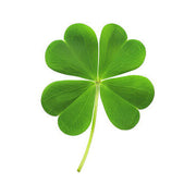 Four Leaf Clover Seeds