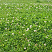 Bee Seeds, Trifolium repens