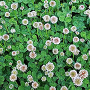 Meadow Clover Seeds