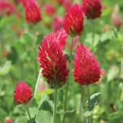 Red Clover Seeds