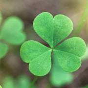 Army Green Four Leaf Clover Seeds