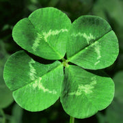 Army Green Four Leaf Clover Seeds